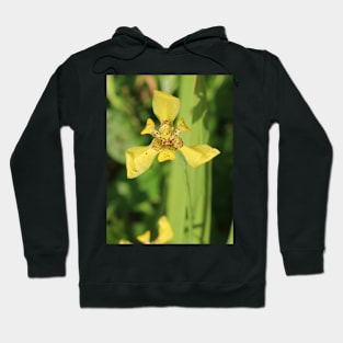 Yellow lily blossom on bright green background Hoodie